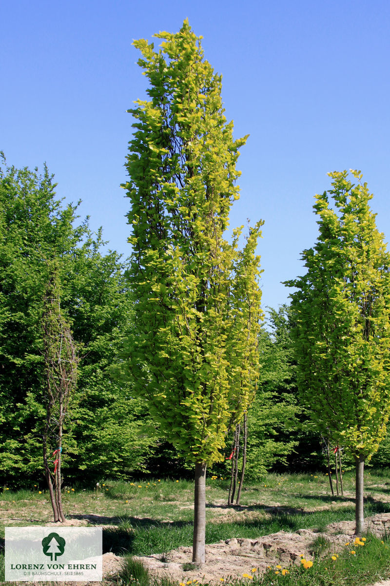 Fagus sylvatica 'Dawyck Gold'