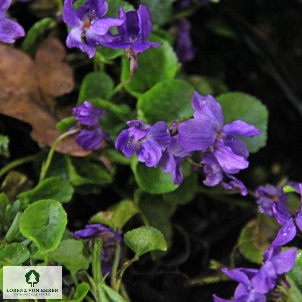 Viola odorata 'Königin Charlotte'