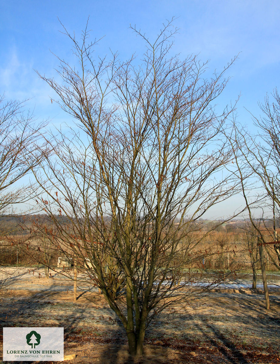 Carpinus japonica