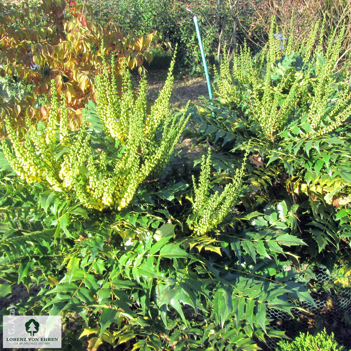 Mahonia media 'Winter Sun'