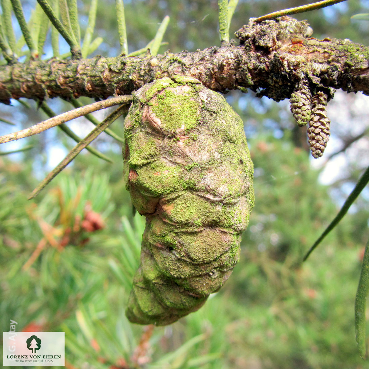 Pinus banksiana