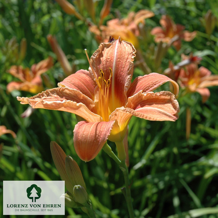 Hemerocallis 'Pink Damask'