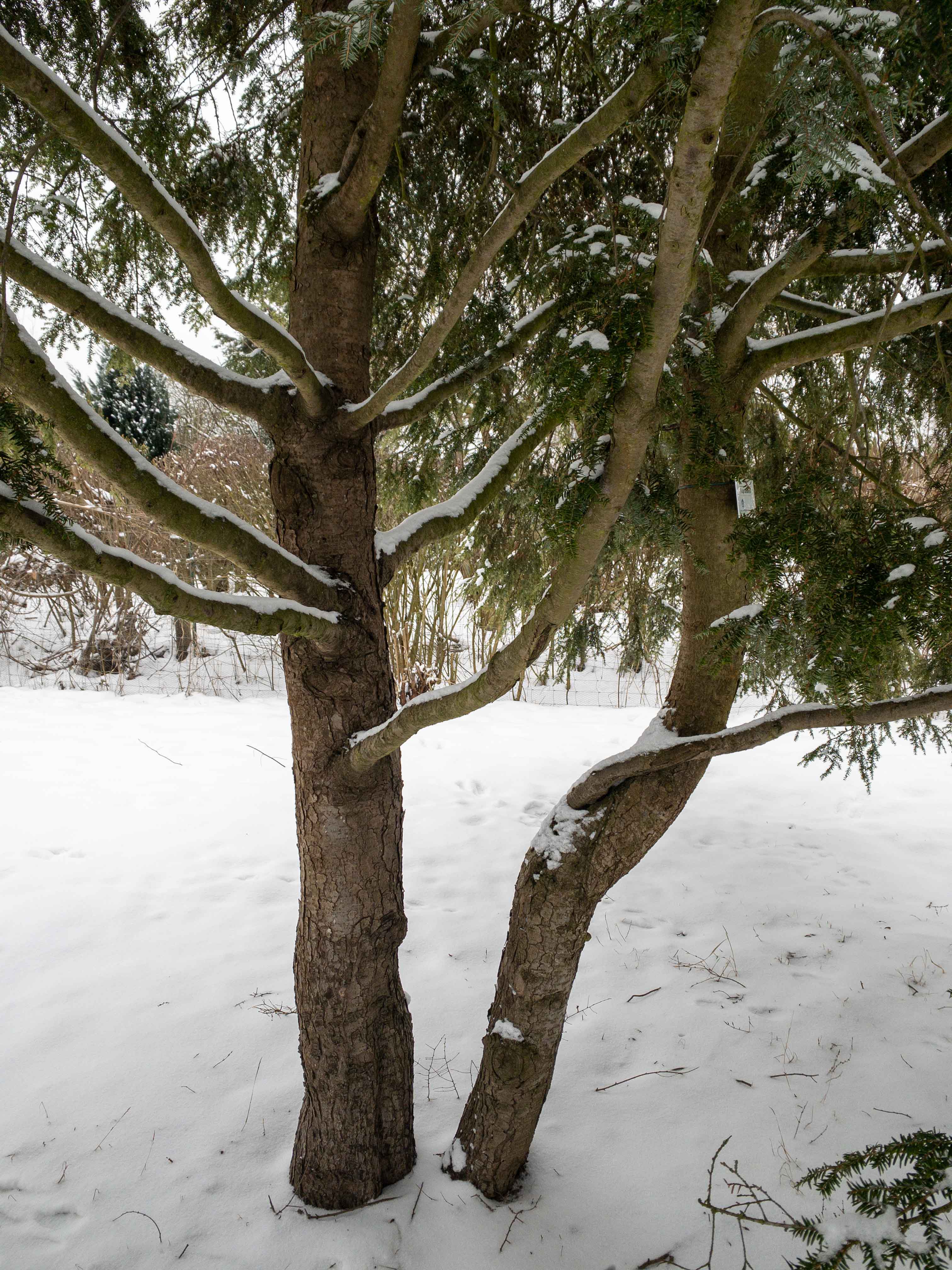 Tsuga canadensis Unikat