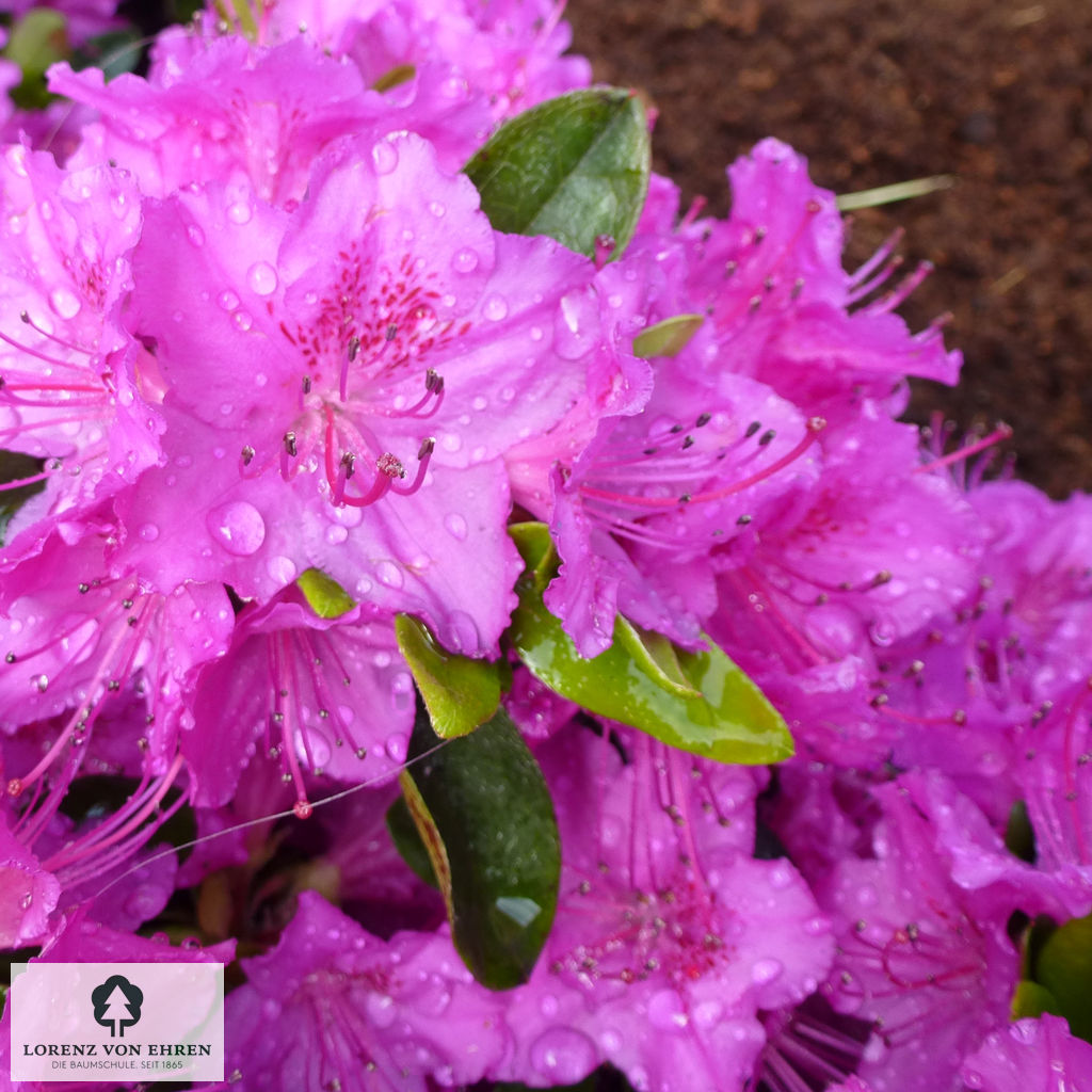 Rhododendron Japanische Azalee 'Königstein'