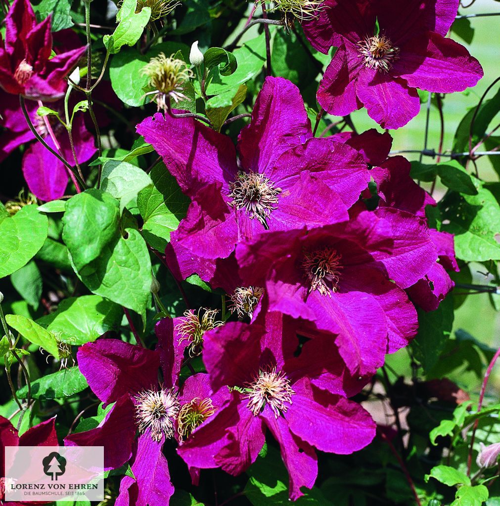 Clematis 'Romantica'