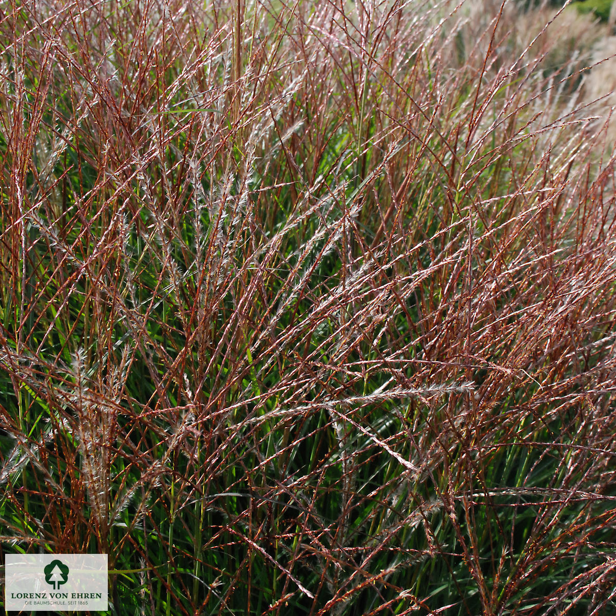 Miscanthus sinensis 'Kleine Silberspinne'