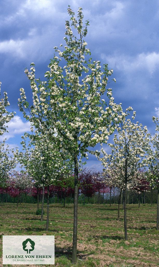 Malus 'John Downie'