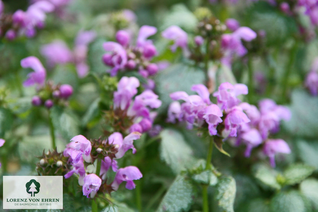 Lamium maculatum 'Chequers'