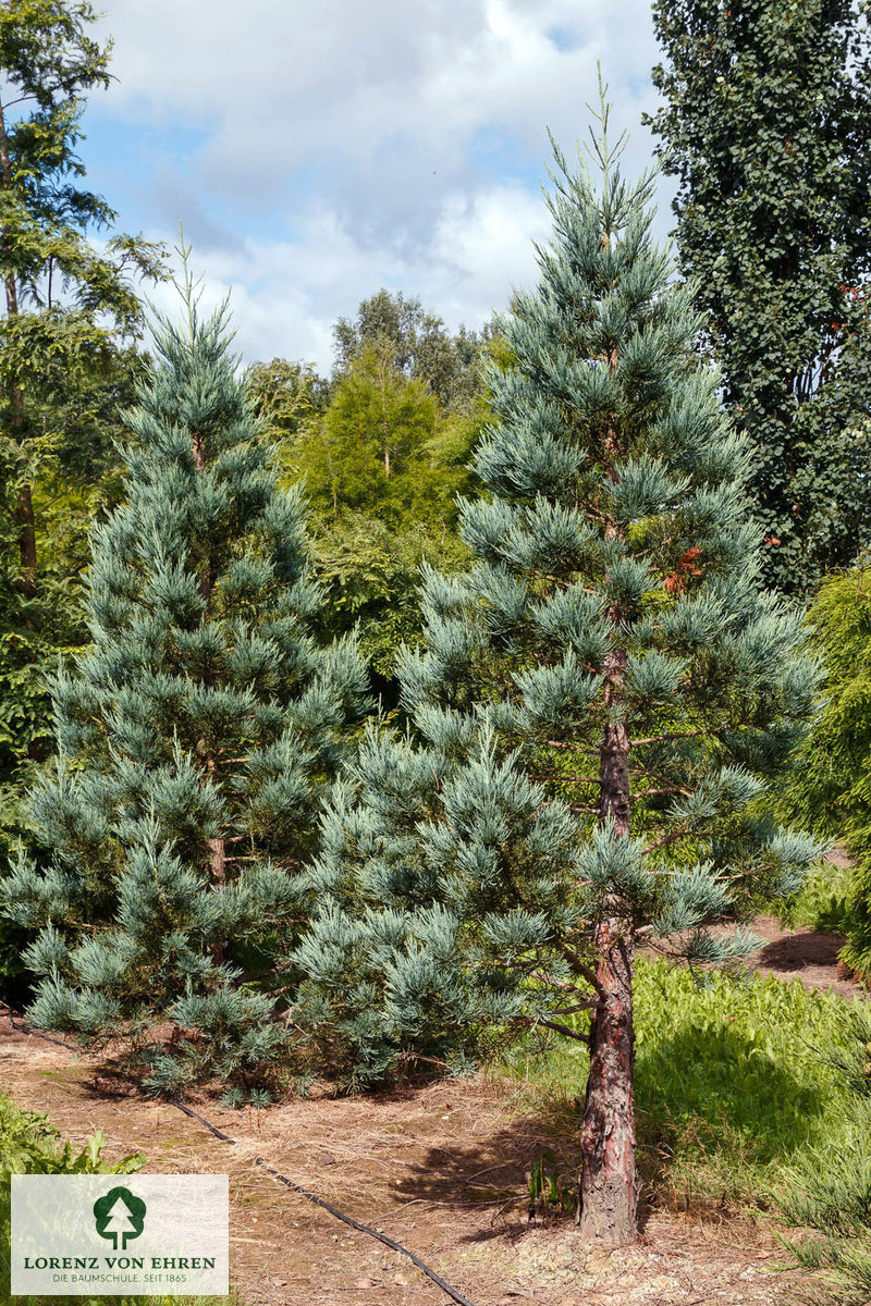 Sequoiadendron giganteum 'Glaucum'