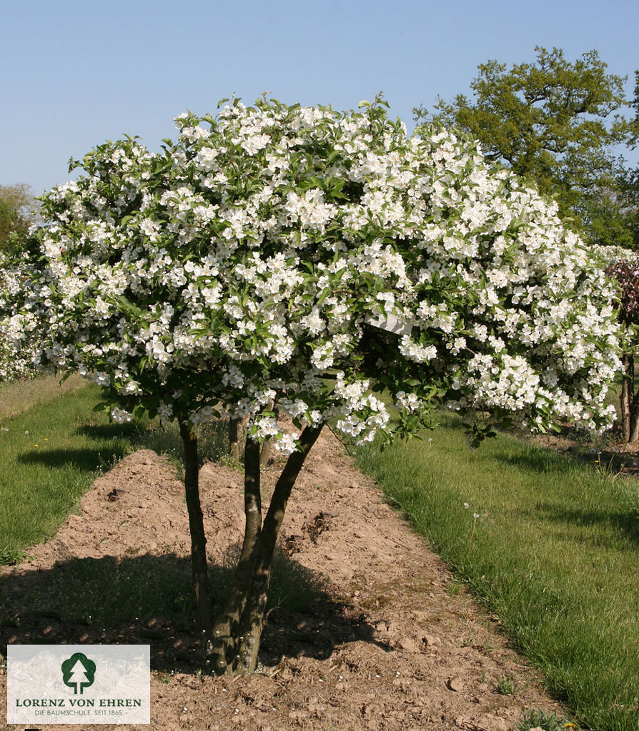 Malus toringo sargentii Veredlung