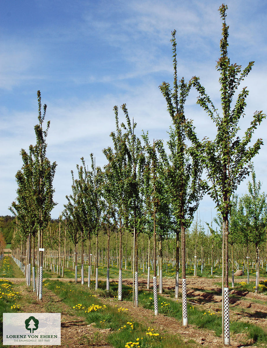 Prunus schmittii