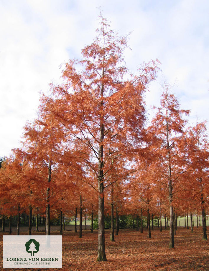 Metasequoia glyptostroboides