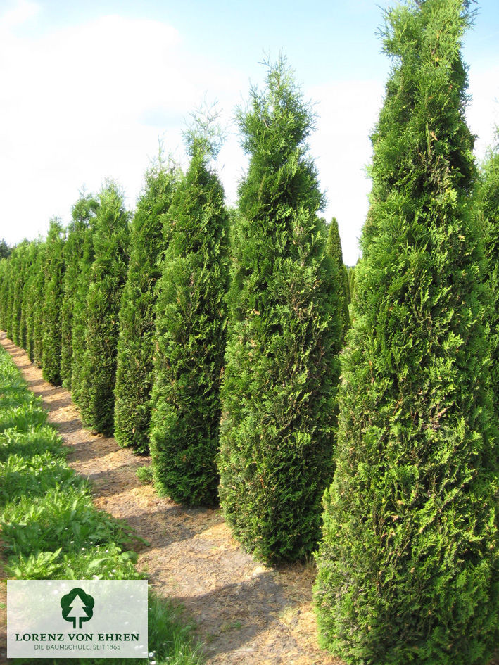 Thuja occidentalis 'Columna'