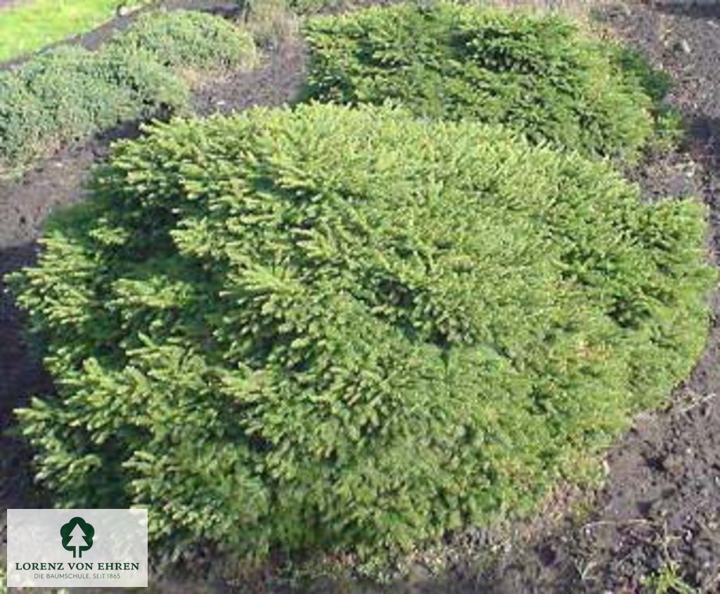 Picea abies 'Echiniformis'