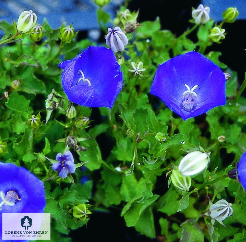Campanula carpatica 'Blaue Clips'