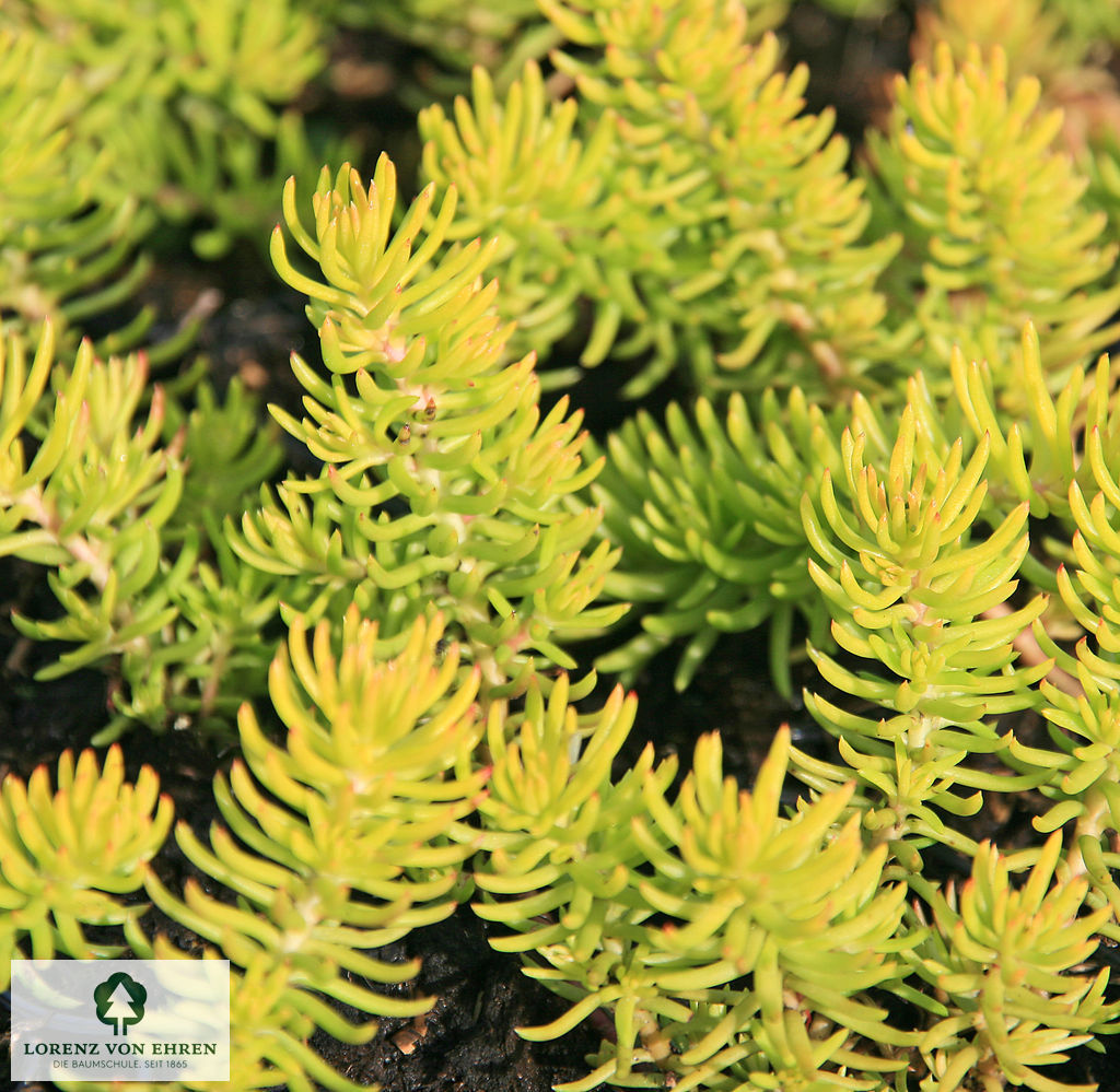 Sedum reflexum 'Angelina'