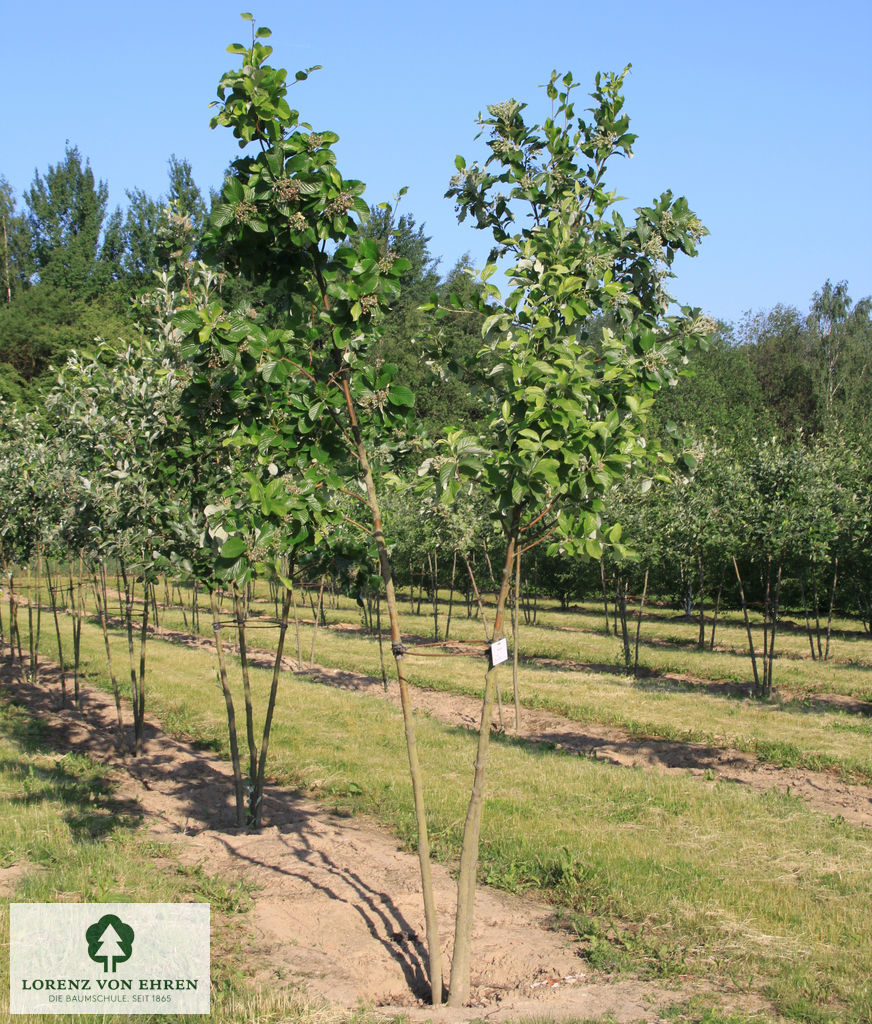 Sorbus aria