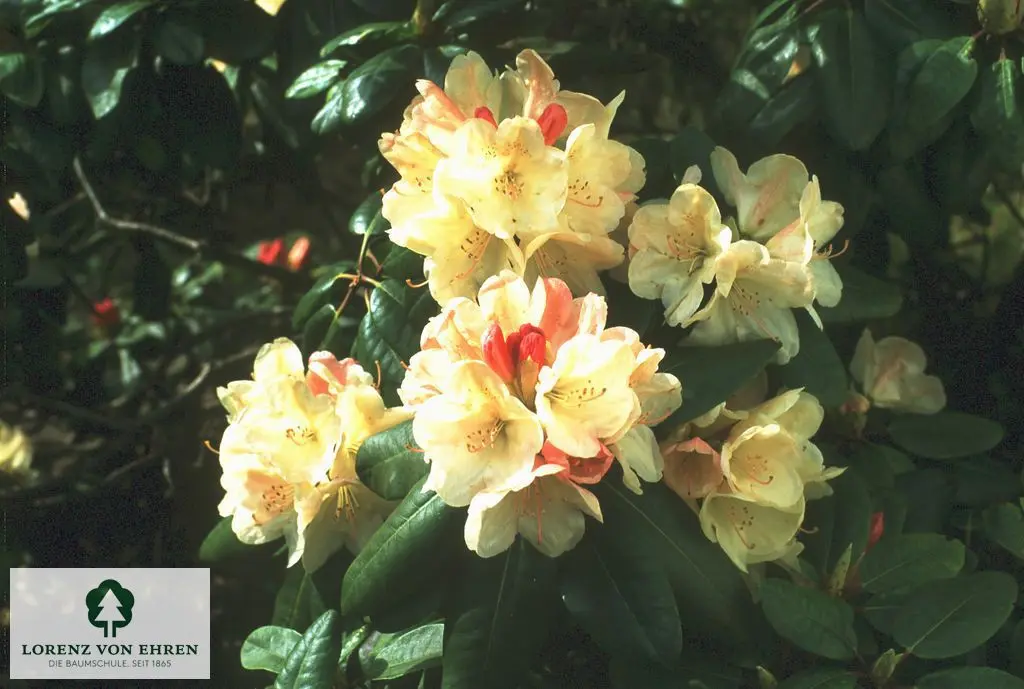 Rhododendron Hybride 'Ehrengold'