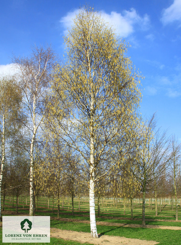 Betula pendula