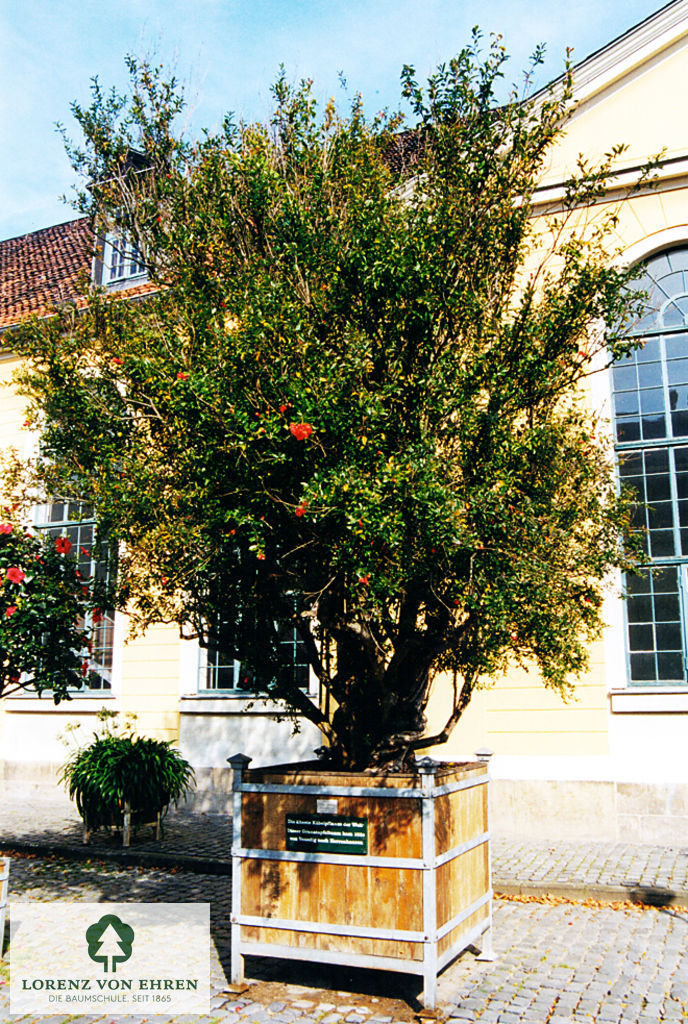 Punica granatum