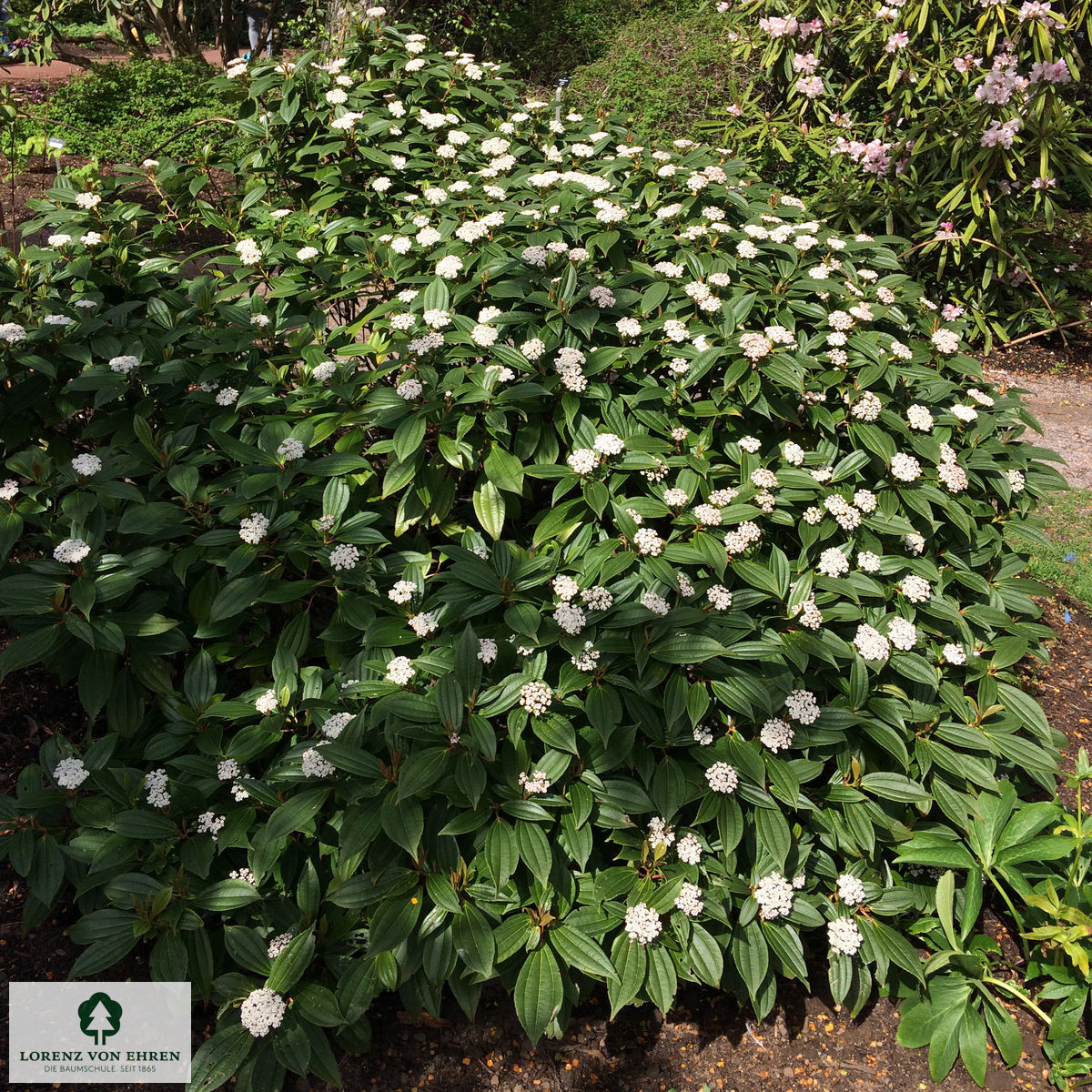 Viburnum davidii