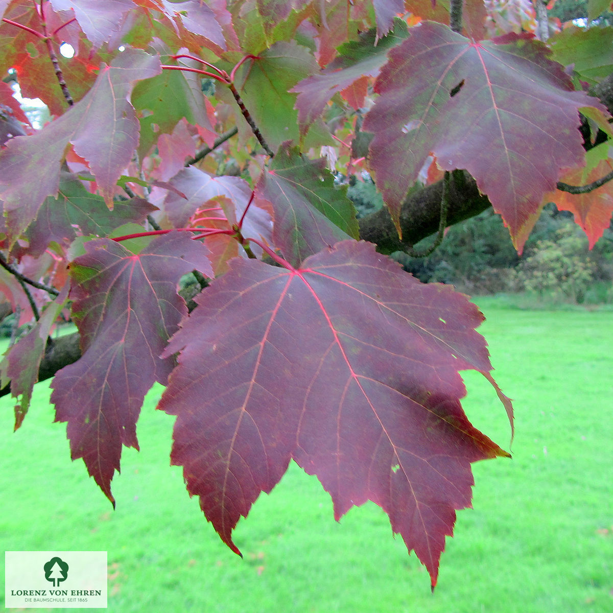 Acer rubrum 'Frank Jr'