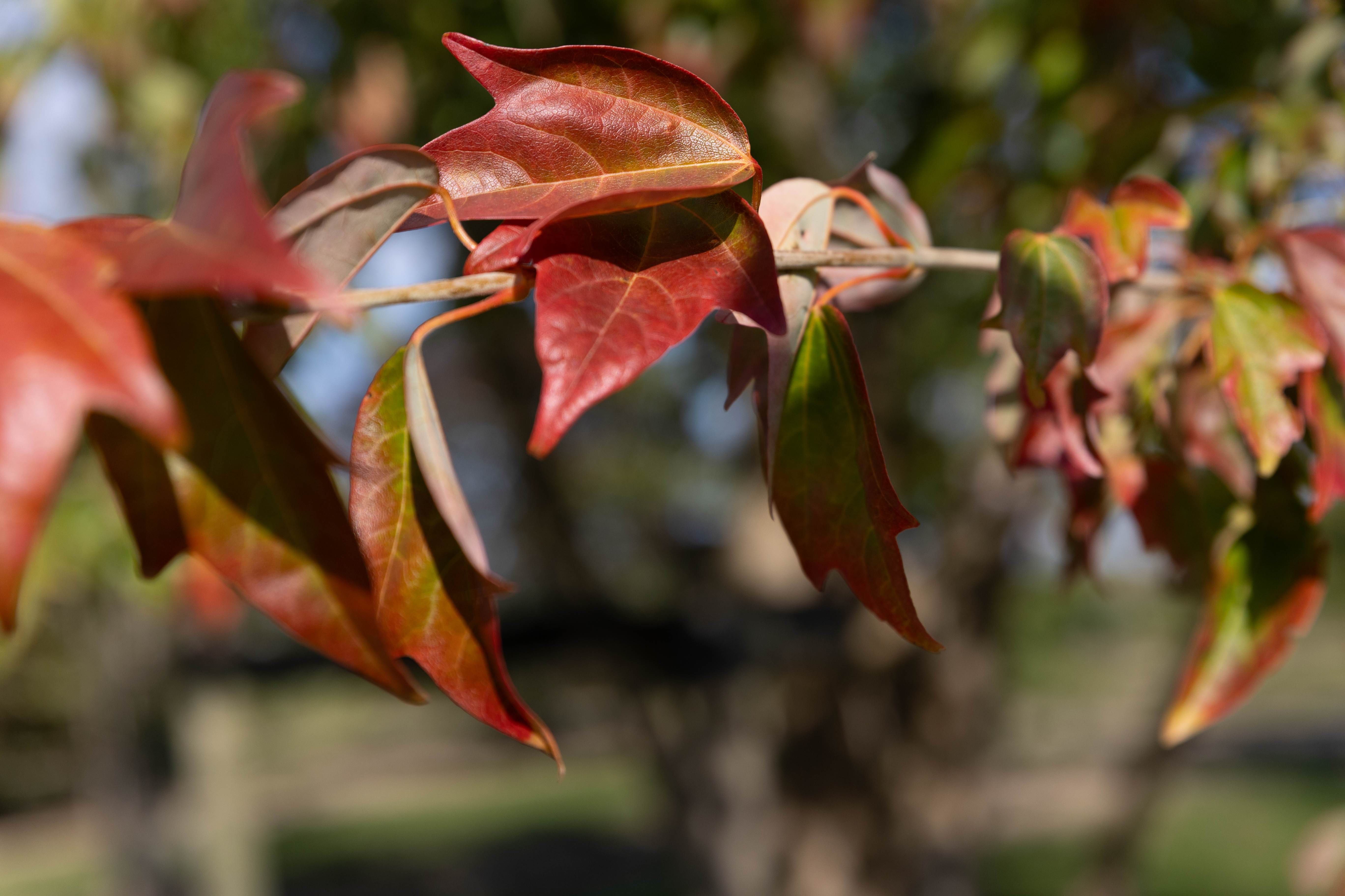 Rot gefärbtes Laubblatt