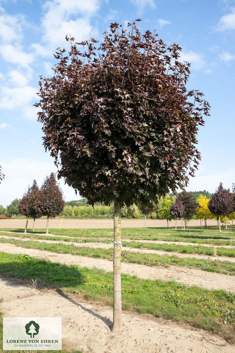 Acer platanoides 'Crimson Sentry'