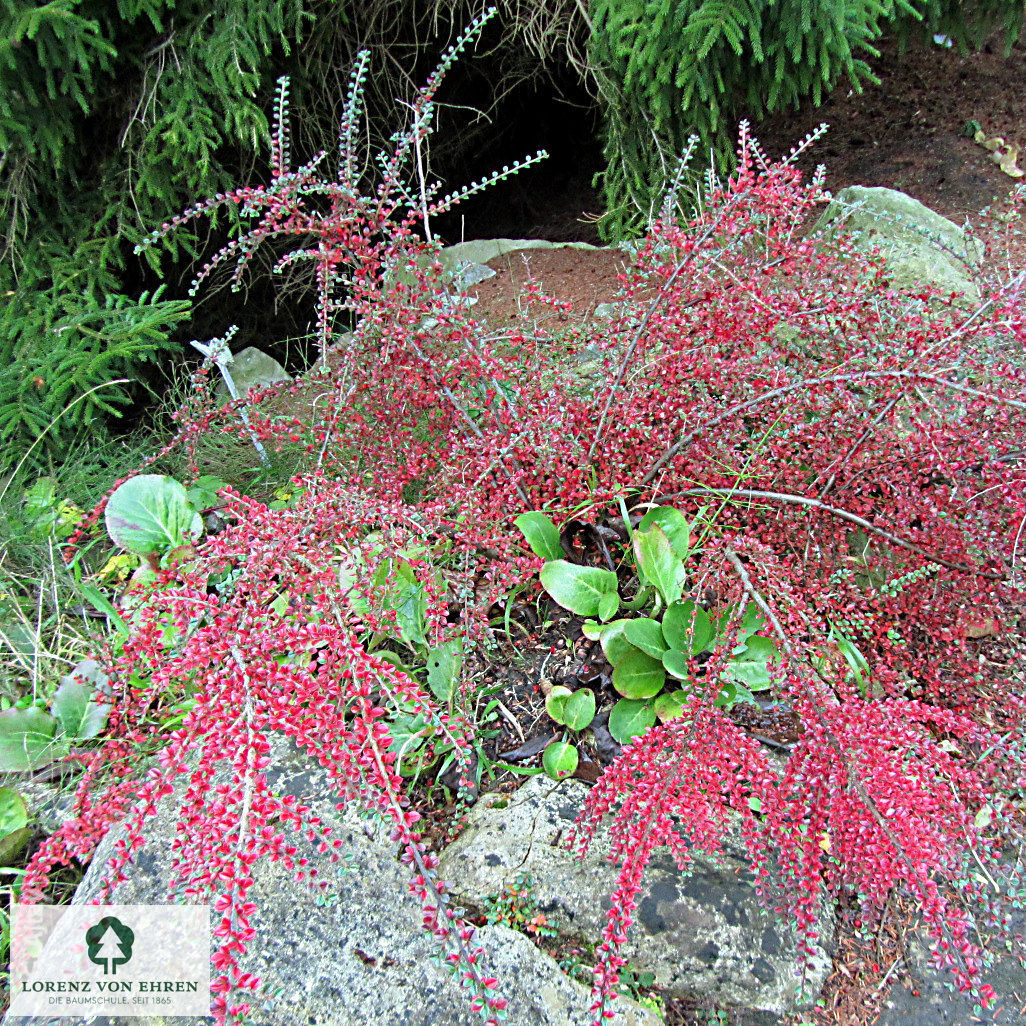 Cotoneaster horizontalis