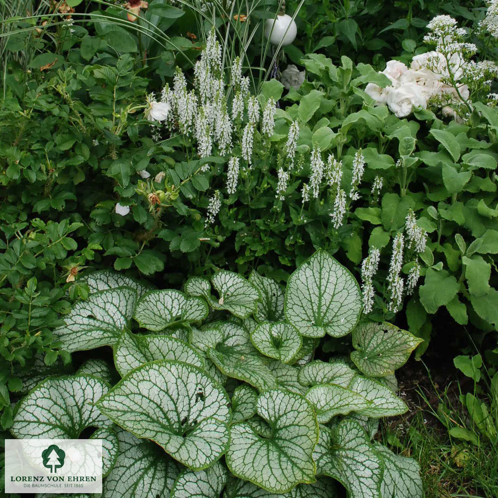 Brunnera macrophylla 'Jack Frost'