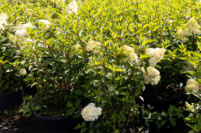Viele Hydrangea VanilleFraise Viele wunderschöne VanilleFraise Hortensien