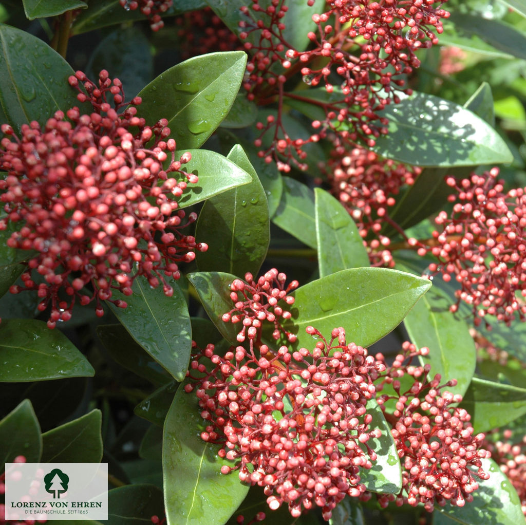 Skimmia japonica 'Rubella'