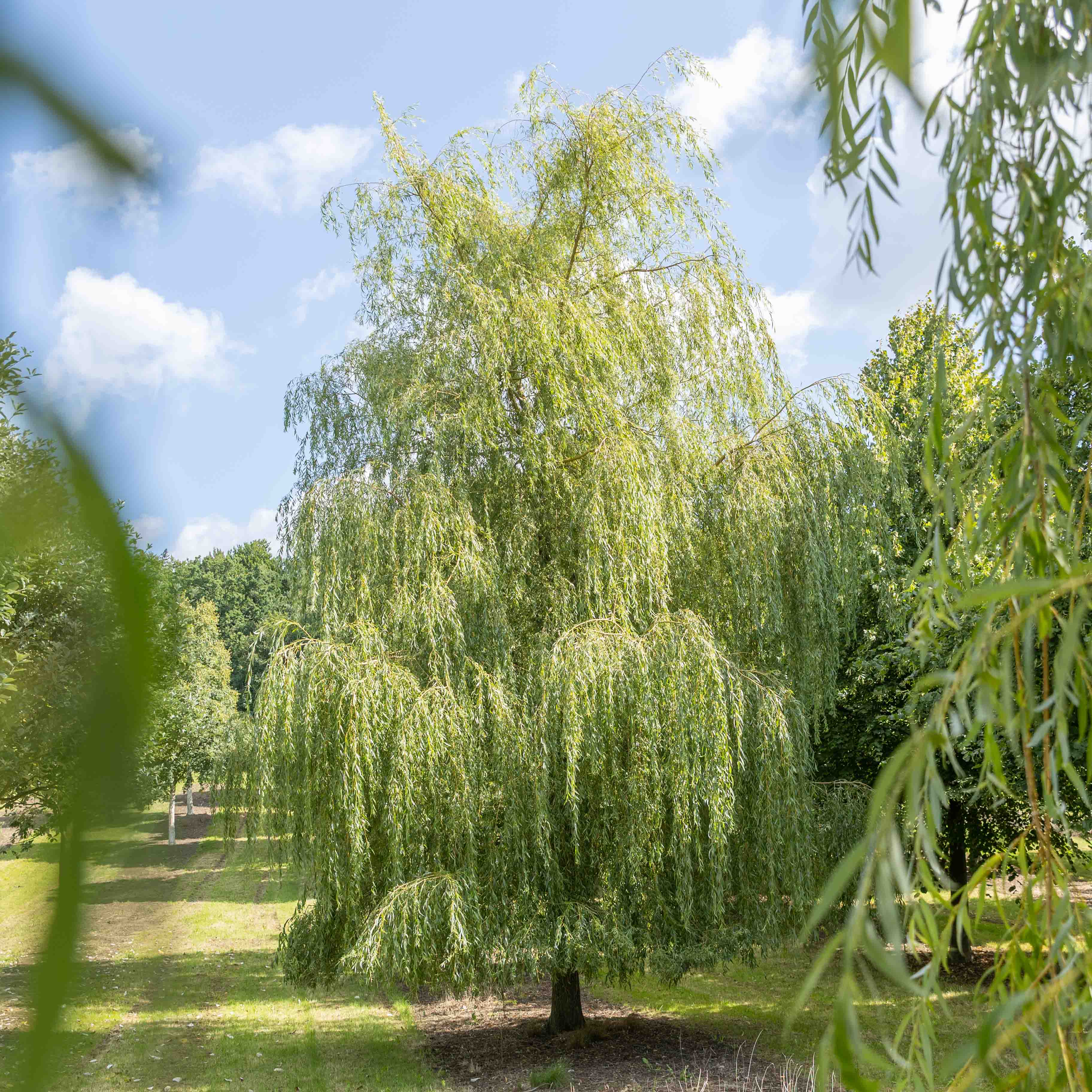 Großer Baum mit herabhängenden, hellgrünen Ästen vor einem blauen Himmel. Unscharfe Blätter umrahmen das Bild.