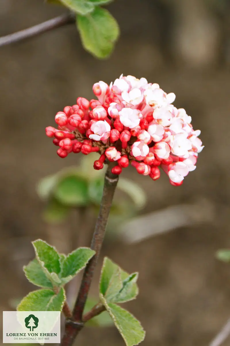 Viburnum carlesii