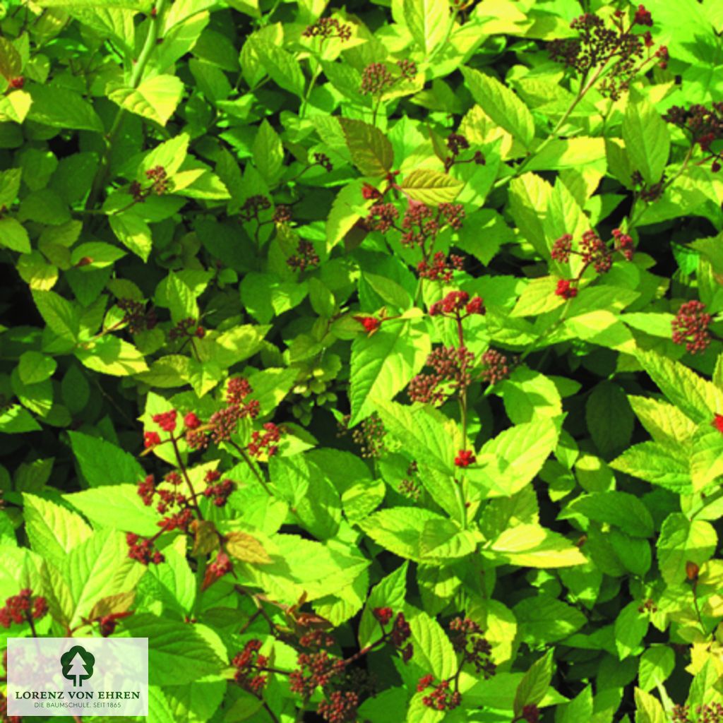 Spiraea japonica 'Golden Princess'