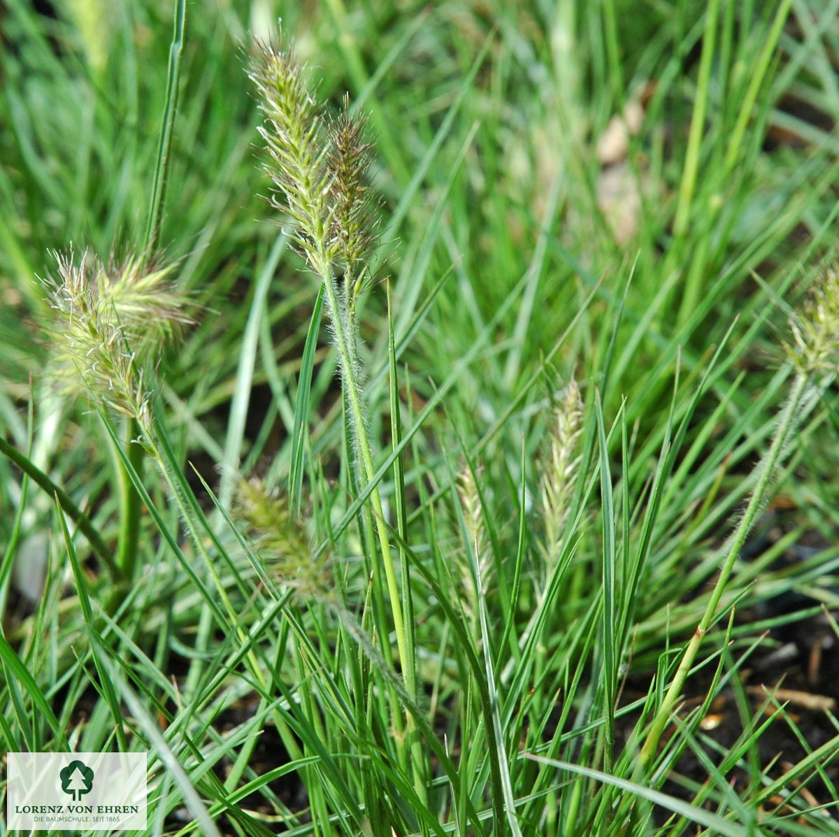 Pennisetum alopecuroides 'Little Bunny'