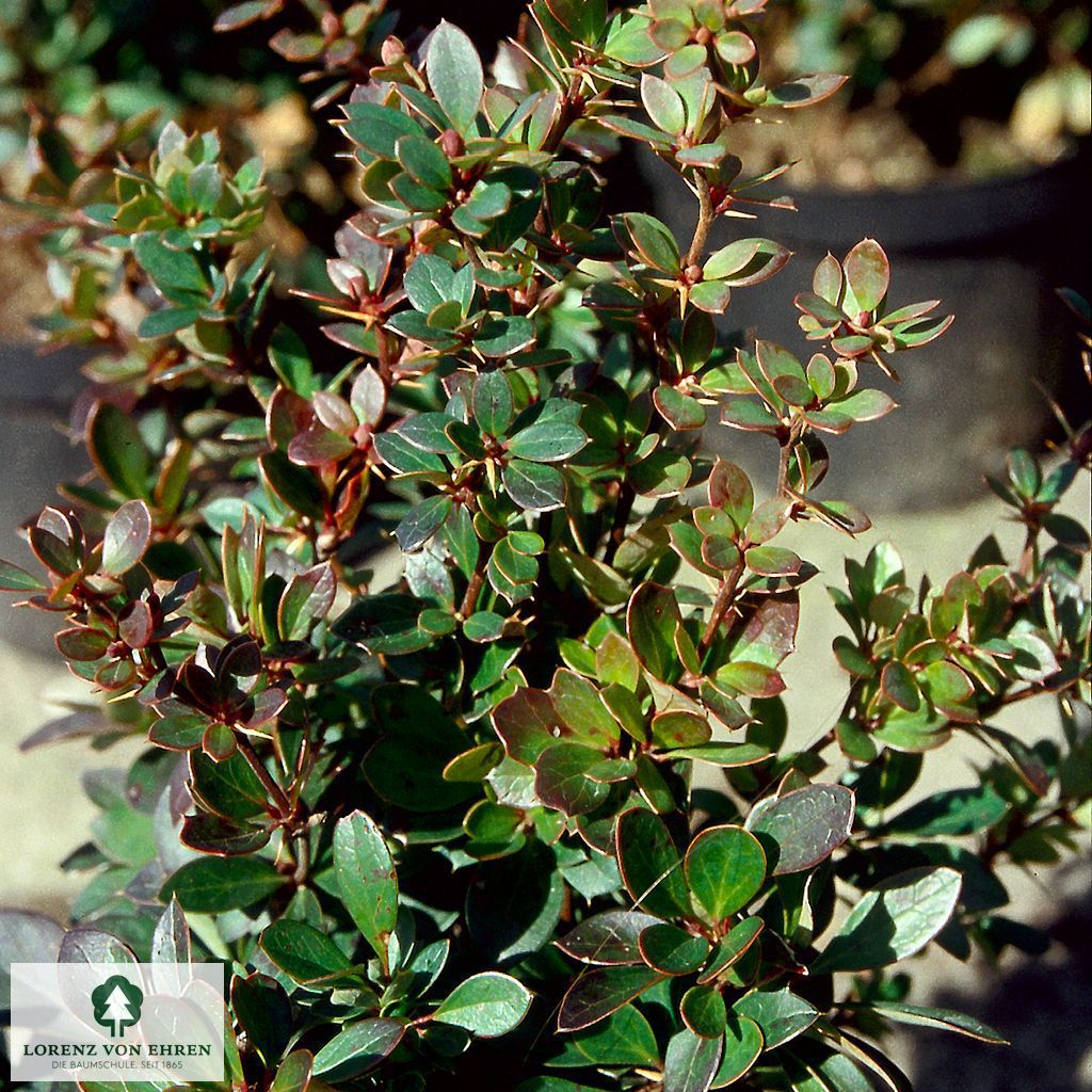 Berberis buxifolia 'Nana'