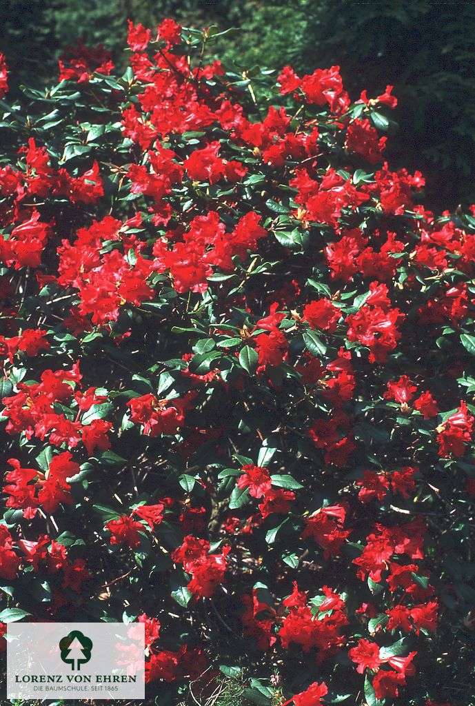 Rhododendron repens 'Baden-Baden'