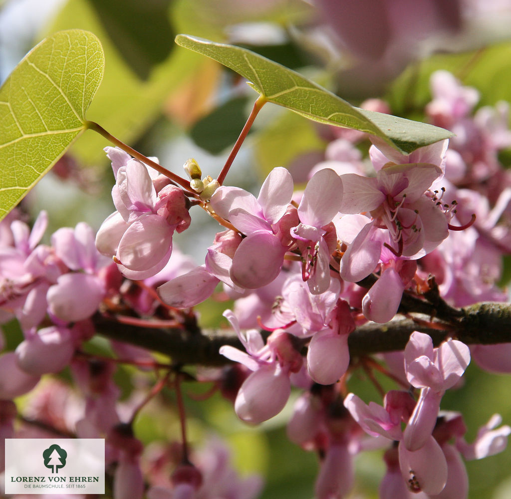 Cercis siliquastrum