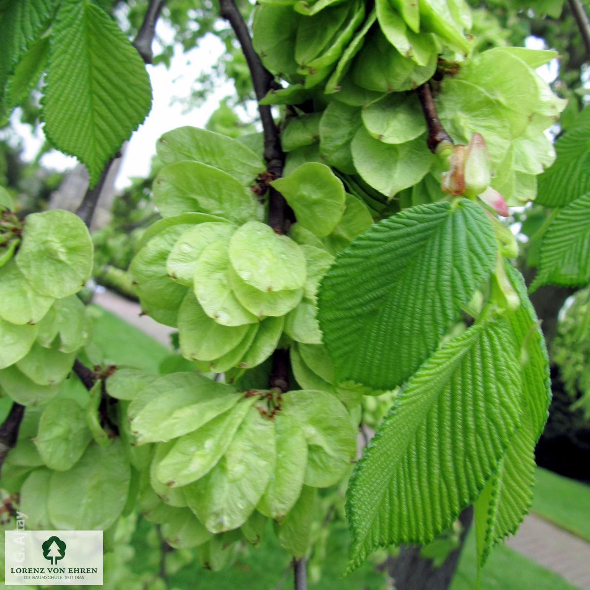 Ulmus glabra 'Pendula'