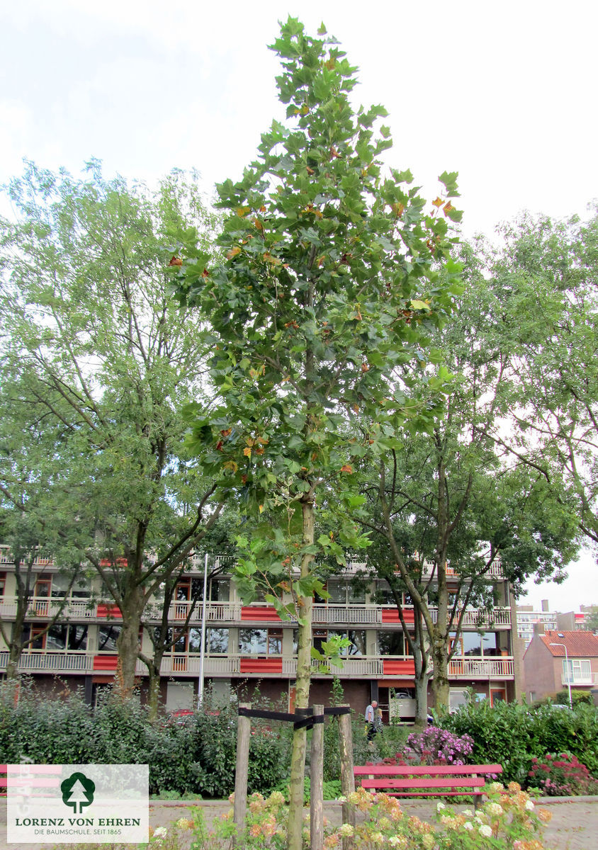 Platanus acerifolia 'Tremonia'