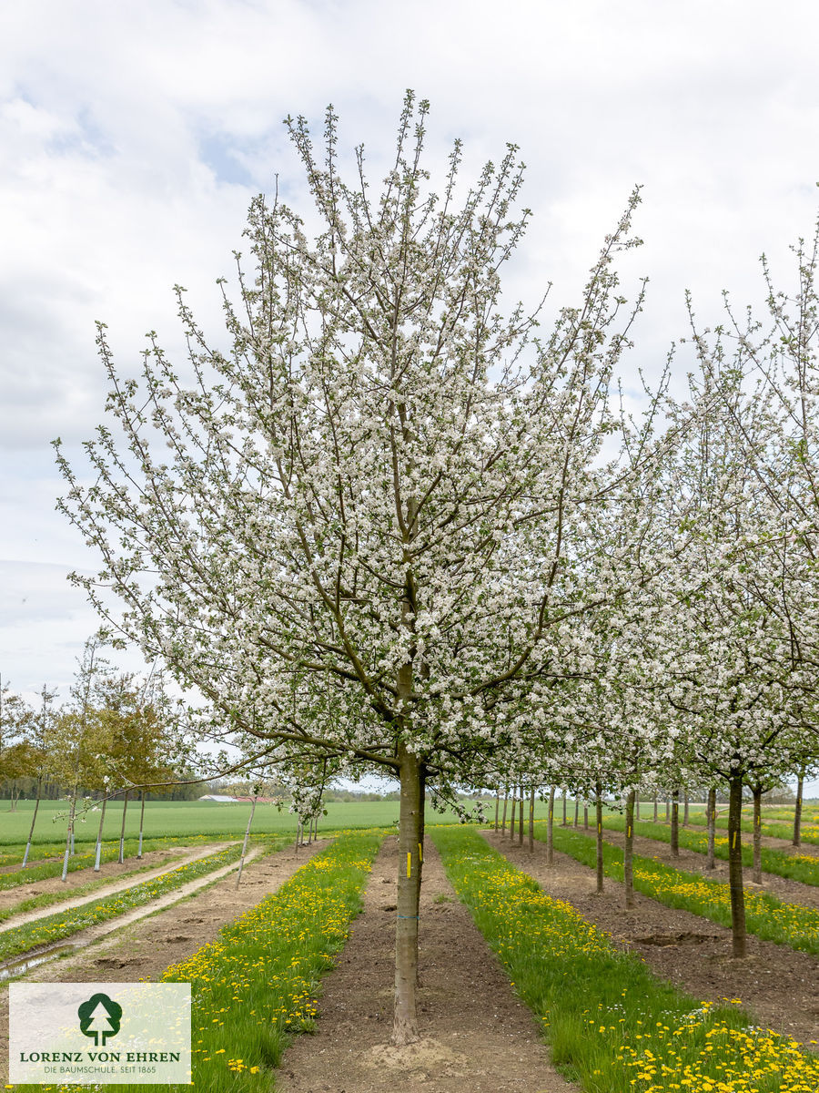 Malus domestica 'Schöner Von Boskoop'