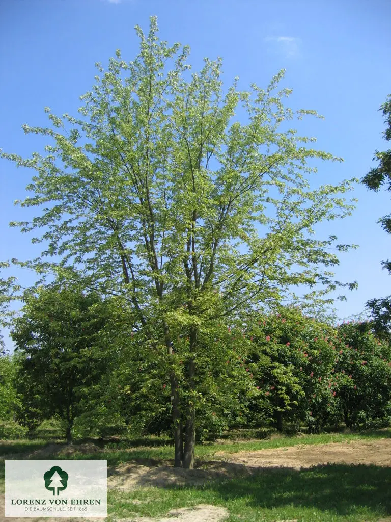 Acer saccharinum 'Wieri'