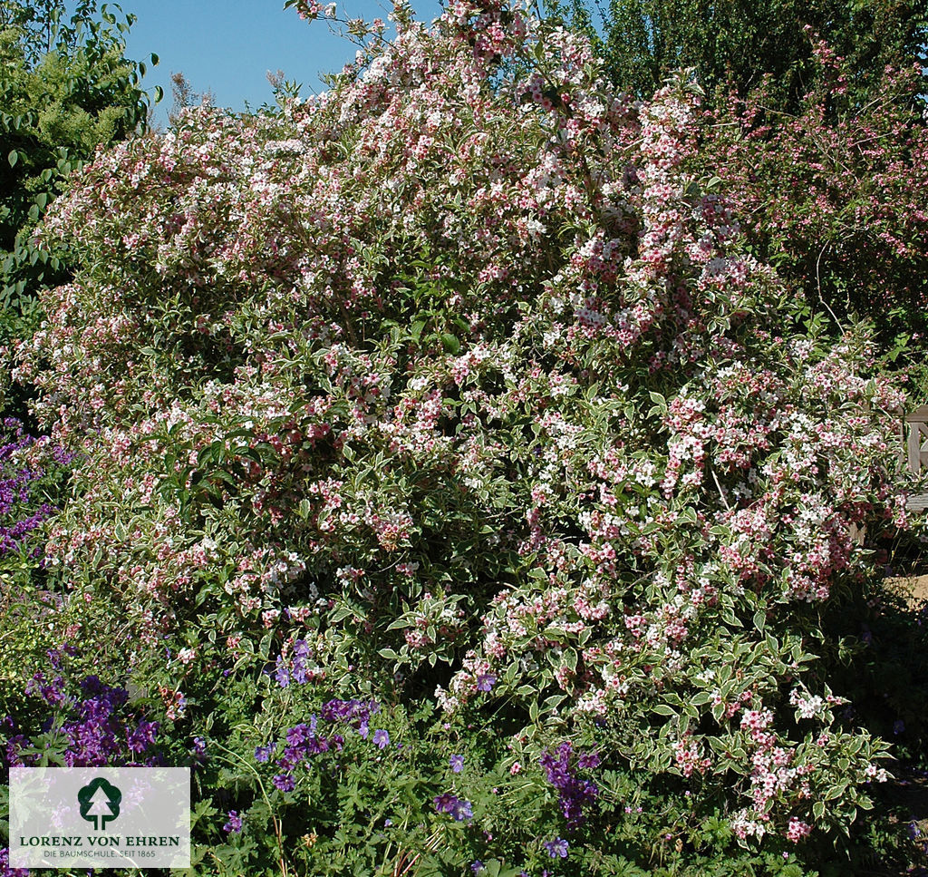 Weigela florida 'Nana Variegata'