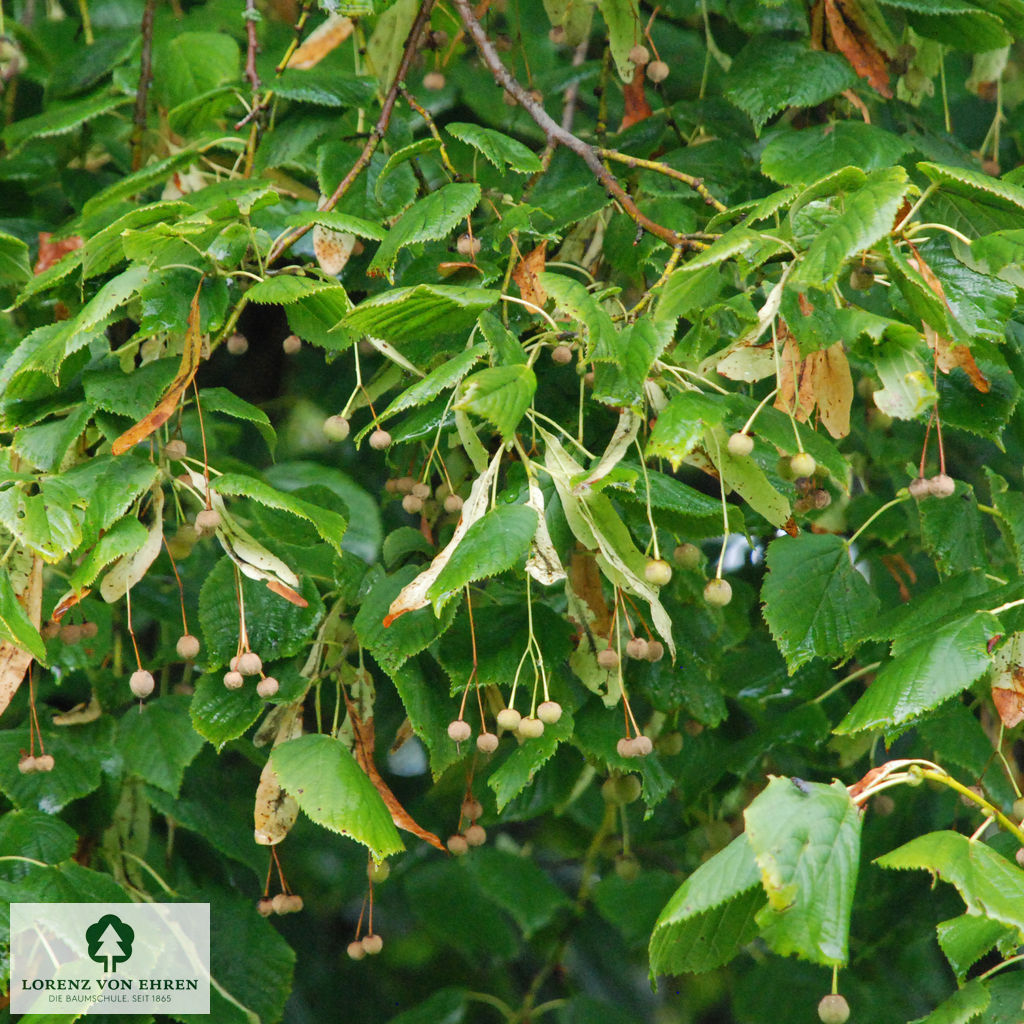 Tilia platyphyllos 'Aurea'