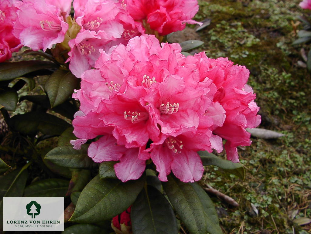 Rhododendron yakushimanum 'Colibri'