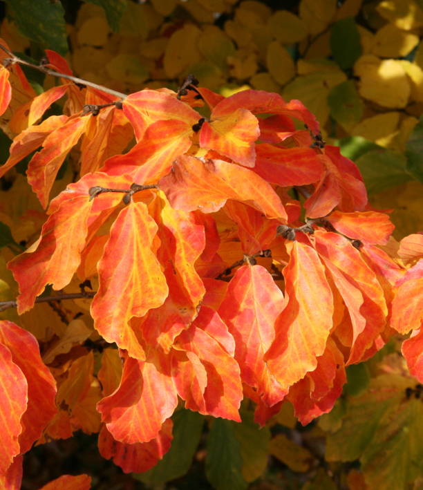 Herbstlaub Parrotia persica 'Vanessa' Rotes Herbstlaub