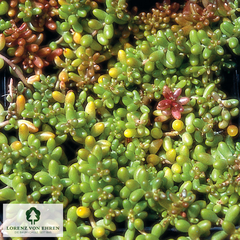 Sedum album 'Coral Carpet'