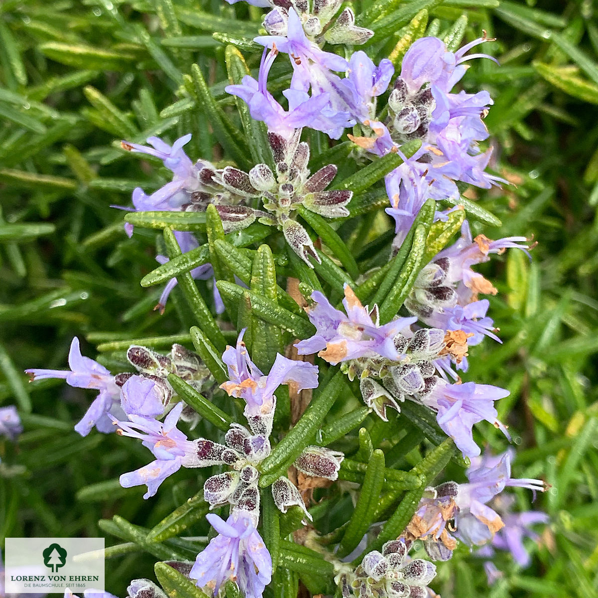 Rosmarinus officinalis 'Prostratus'