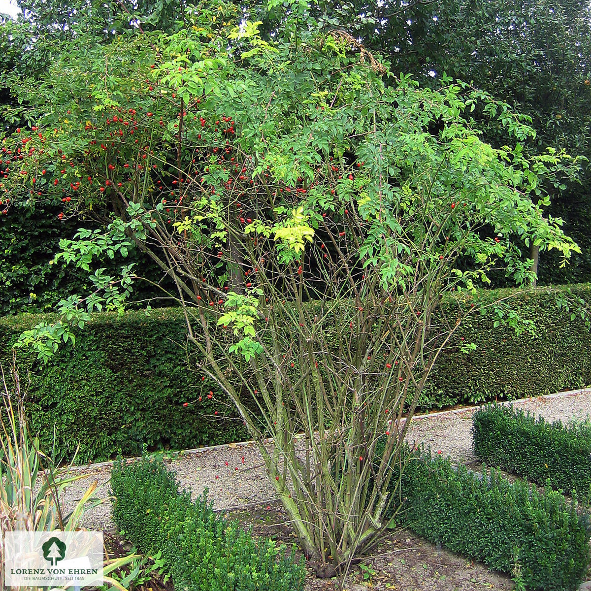 Rosa canina